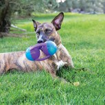 kong jumbler tri dog toy medium